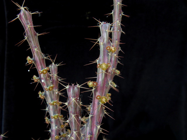 euphorbia eyassiana