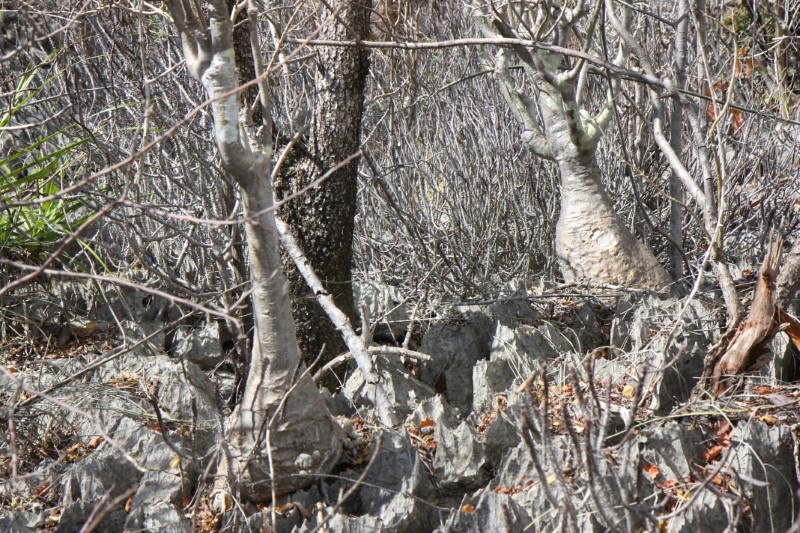 Pachypodium decaryi 