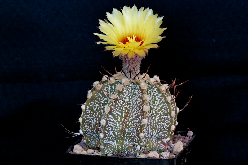 Astrophytum asterias x capricorne 