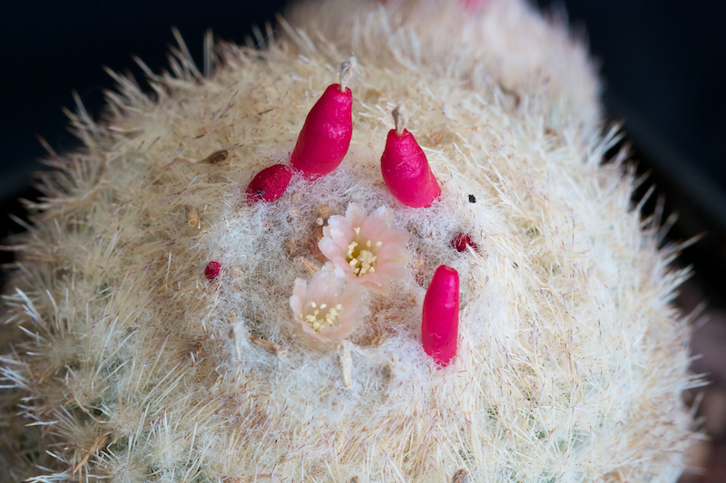 Epithelantha micromeris v. rufispina 