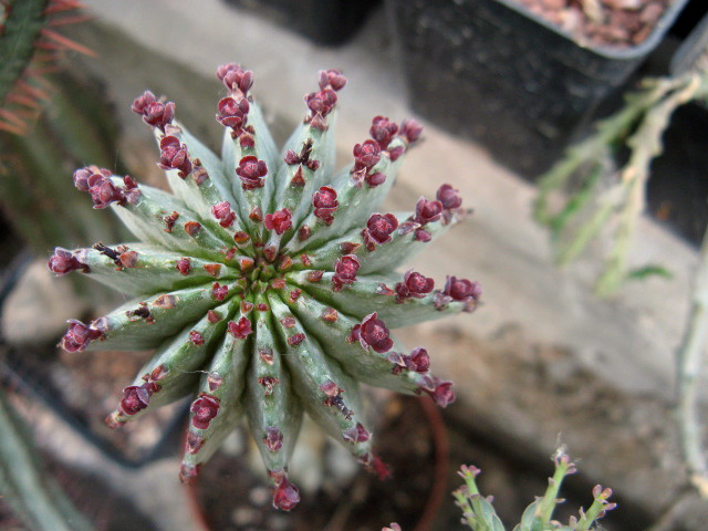 Euphorbia horrida 