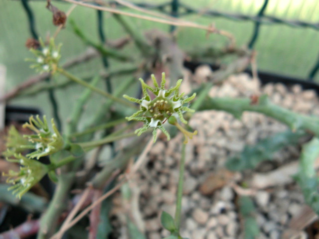 Euphorbia tridentata 