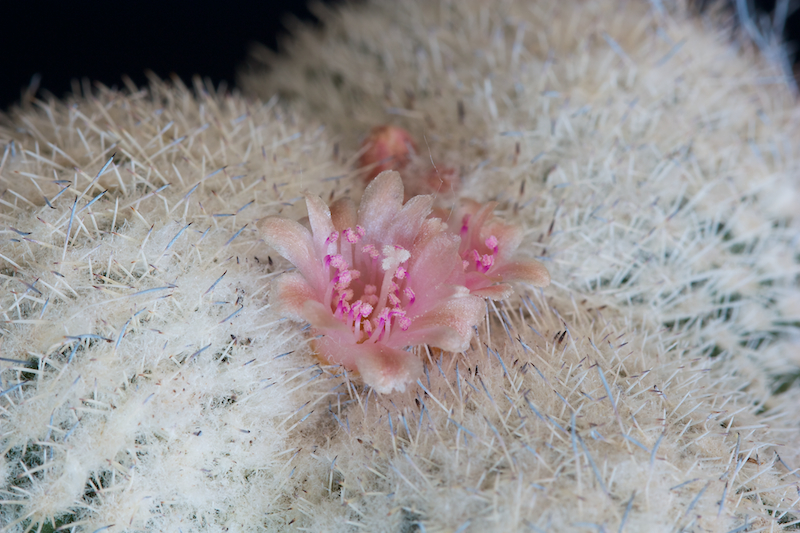 Epithelantha micromeris 