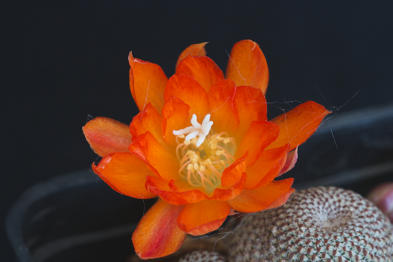 Rebutia heliosa KK 844