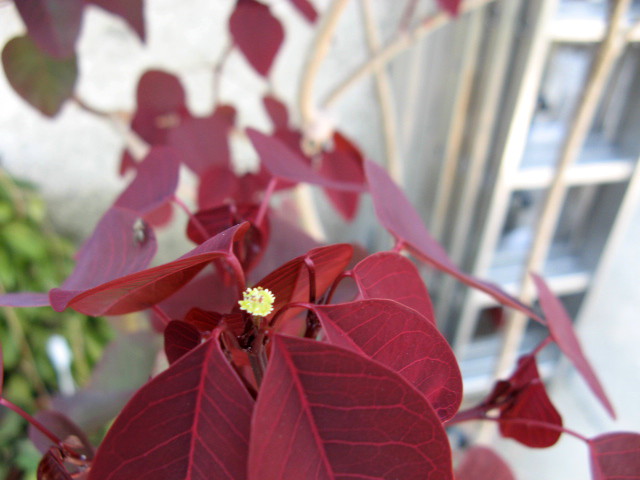 euphorbia cotinifolia