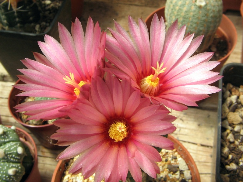 Astrophytum asterias cv. akabana 