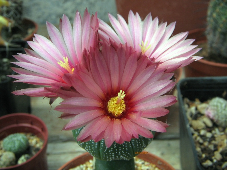 Astrophytum asterias cv. akabana 