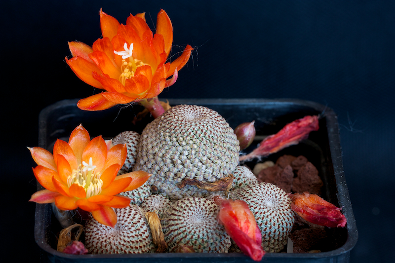 Rebutia heliosa KK 844