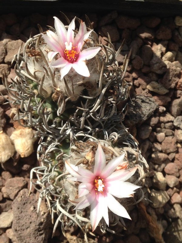 Turbinicarpus schmiedickeanus 