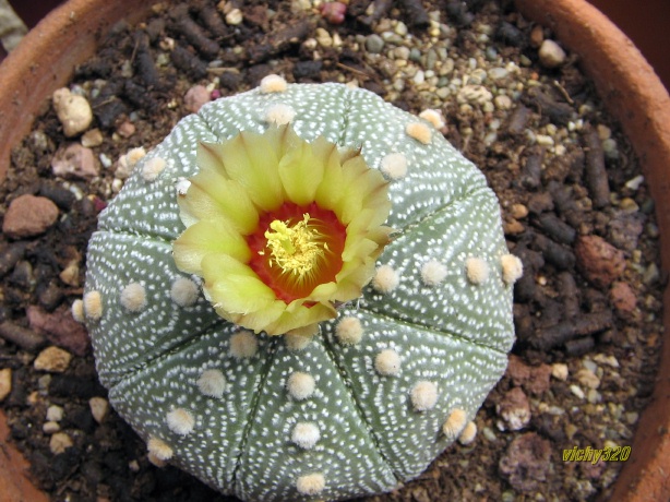 Astrophytum asterias 