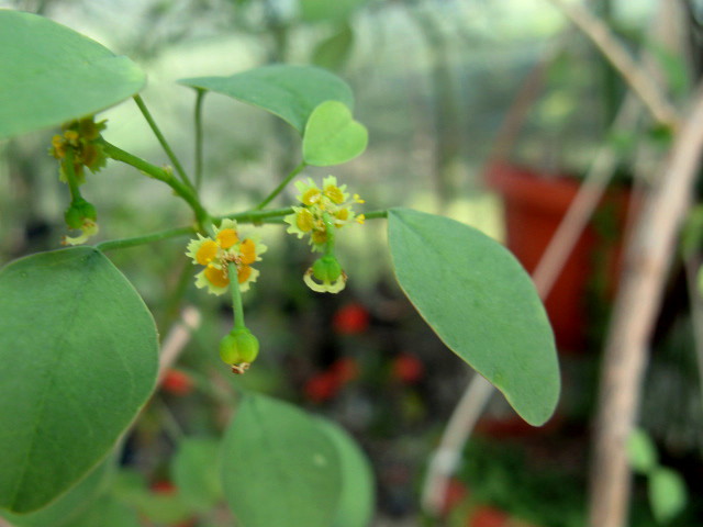 Euphorbia misera 