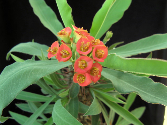 Euphorbia didieroides 