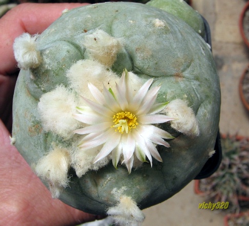 Lophophora diffusa 