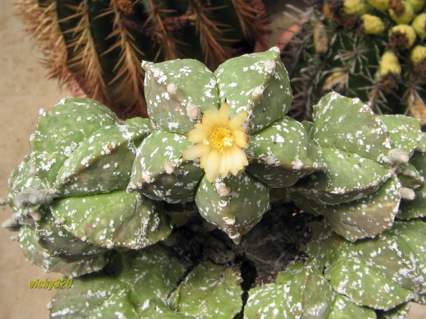 Astrophytum myriostigma cv. tukai 