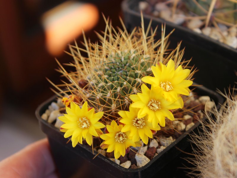 Sulcorebutia arenacea v. kamiensis WR607