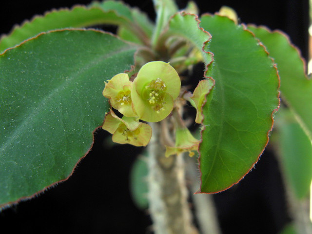 Euphorbia razafindratsirae 