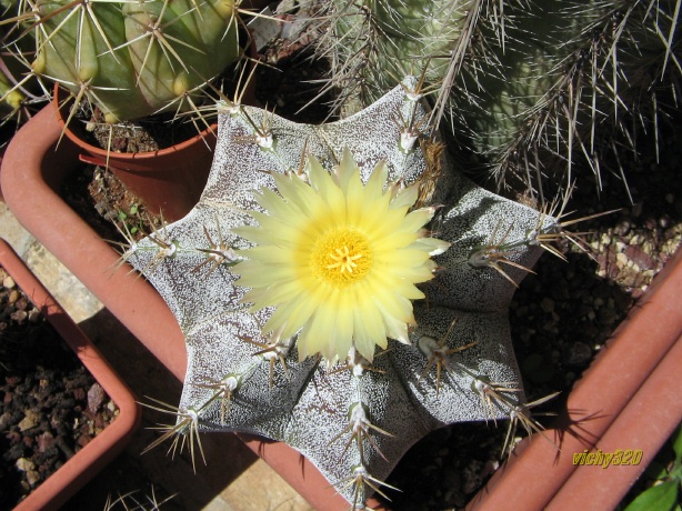 Astrophytum ornatum f. mirbelii 