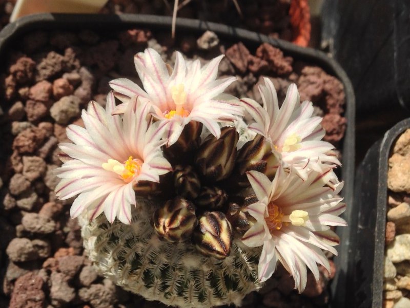 Turbinicarpus pseudopectinatus 