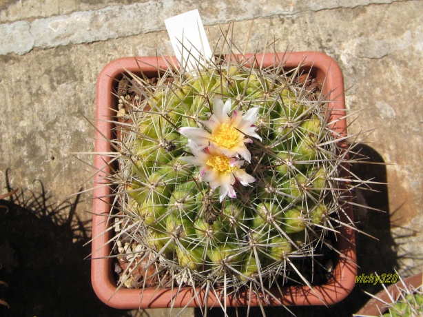 thelocactus garciae