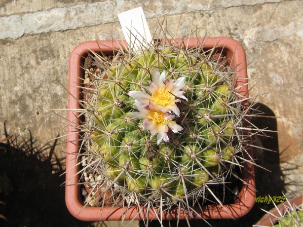 Thelocactus garciae 