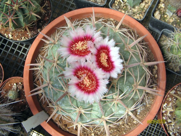 Echinocactus texensis 