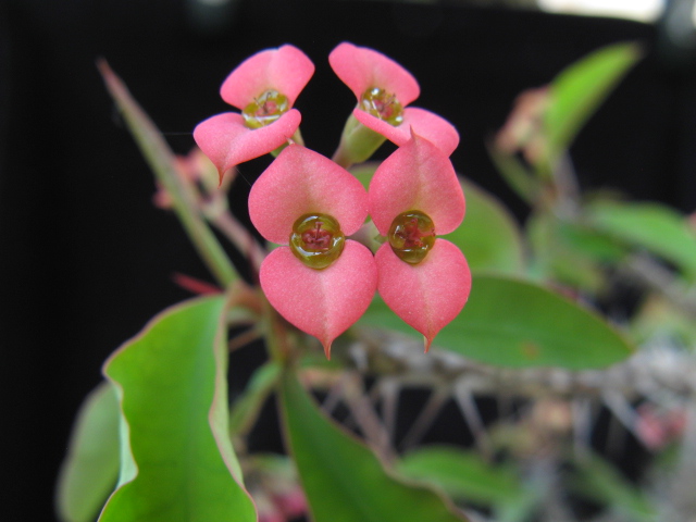 Euphorbia antafikiensis 