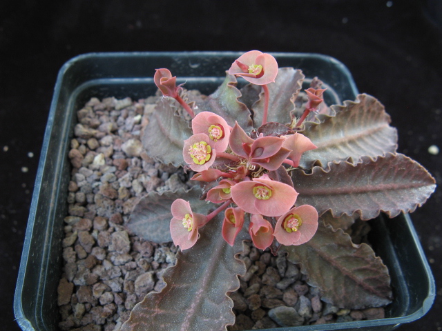 Euphorbia francoisii v. crassicaulis f. rubrifolia 