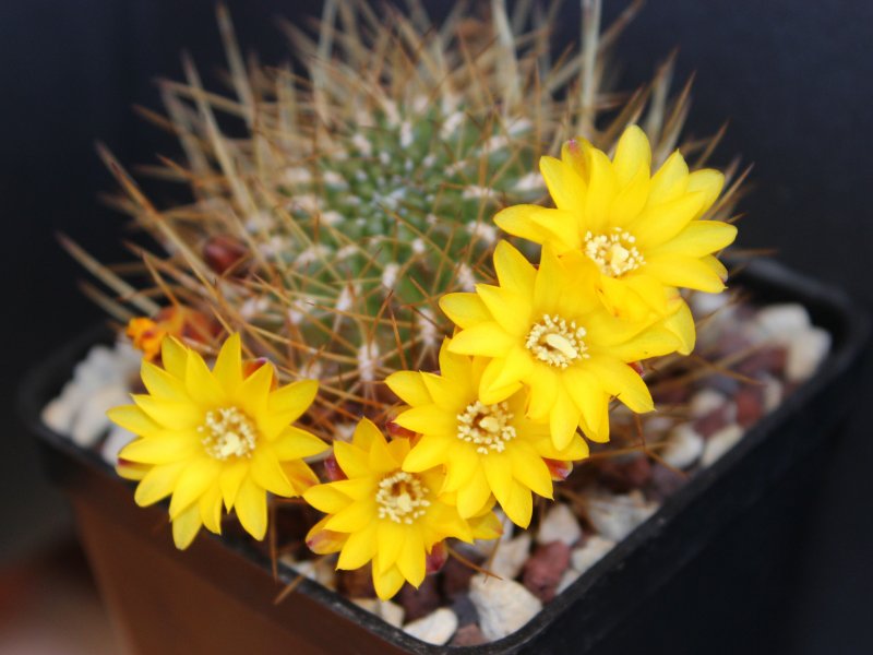 Sulcorebutia arenacea v. kamiensis WR607