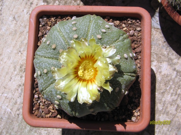 Astrophytum asterias 