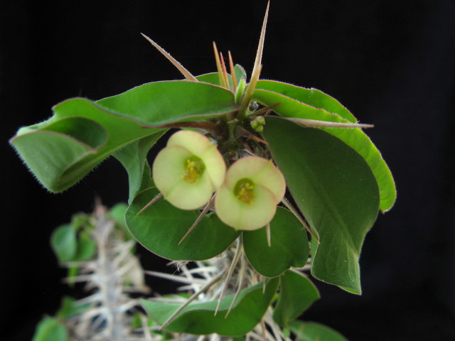 euphorbia delphinensis