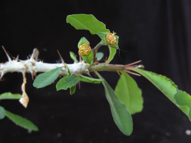 Euphorbia berorohae 