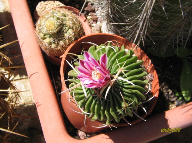 Echinofossulocactus multicostatus 