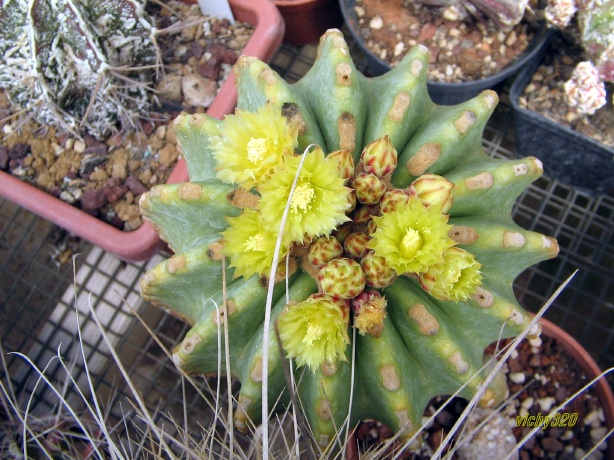 Ferocactus glaucescens v. inermis 