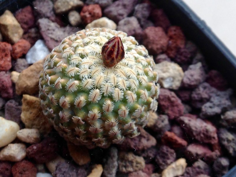 Turbinicarpus pseudopectinatus 