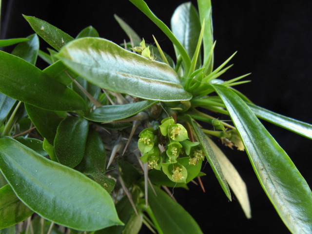 Euphorbia analavelonensis 