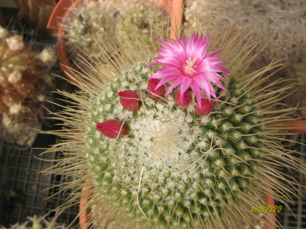 Mammillaria polythele cv. un pico 