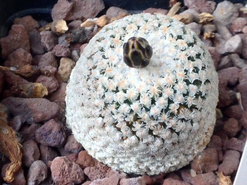 Turbinicarpus valdezianus 