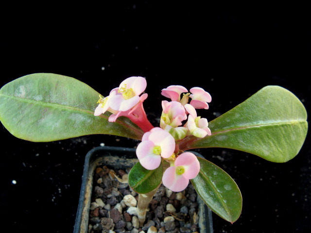 Euphorbia lophogona 