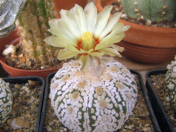 Astrophytum asterias cv. super kabuto 