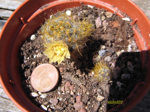 Mammillaria prolifera 