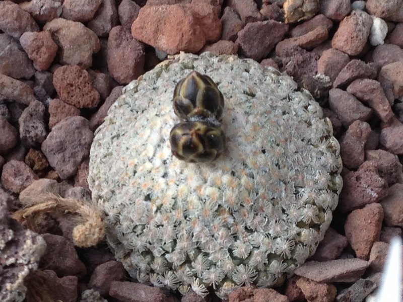 Turbinicarpus valdezianus 