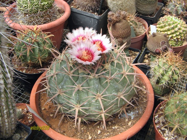 Echinocactus texensis 