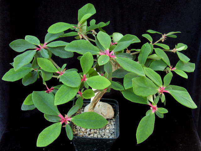 Euphorbia mahabobokensis 