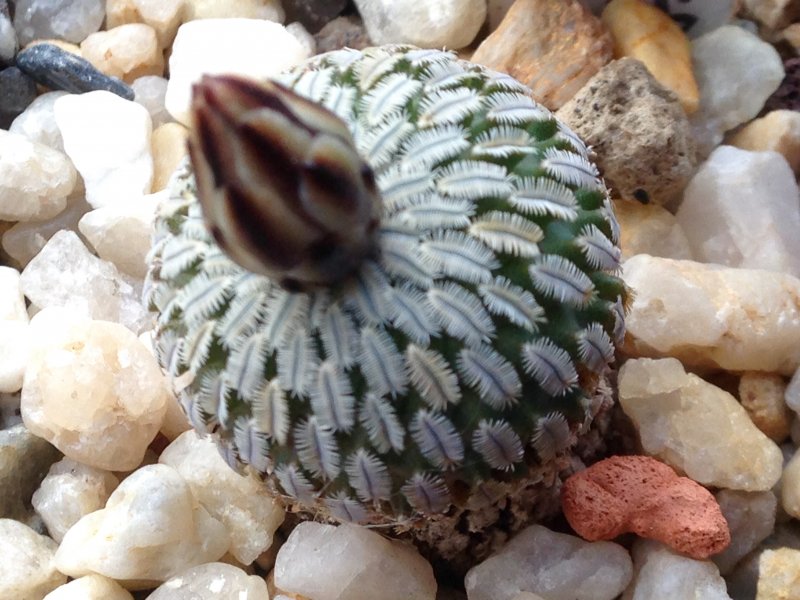 Turbinicarpus pseudopectinatus 