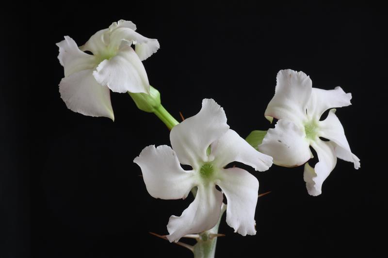 Pachypodium saundersii 