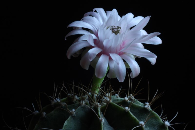 Gymnocalycium stenopleurum 