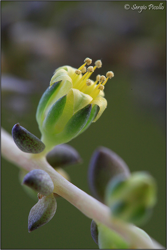 Lenophyllum texanum 