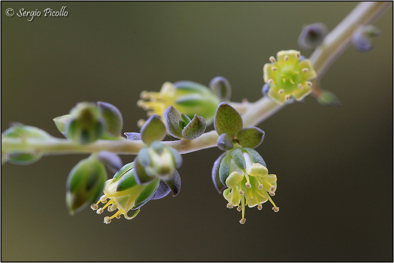 Lenophyllum texanum 