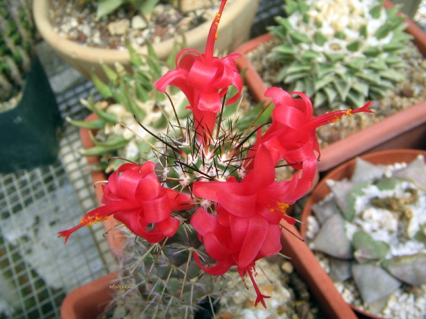 Mammillaria poselgeri 