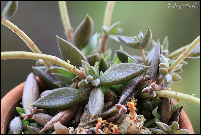 Lenophyllum texanum 